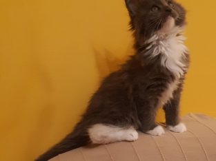 Yvette Téged választ