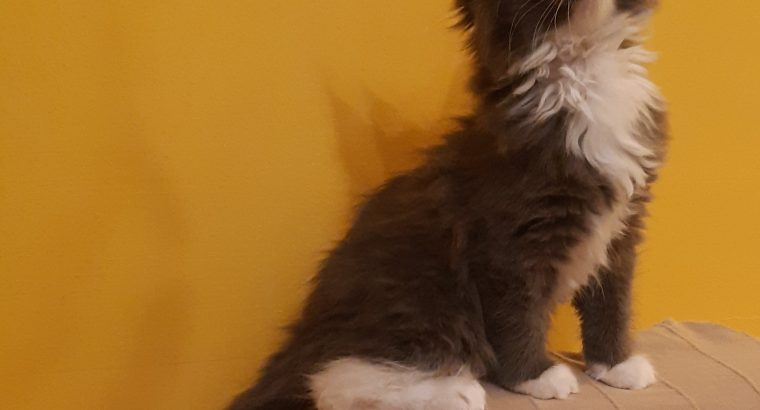 Yvette Téged választ