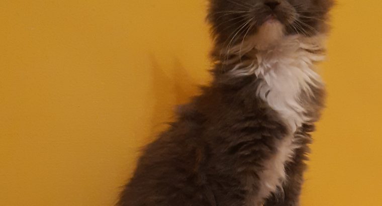 Yvette Téged választ