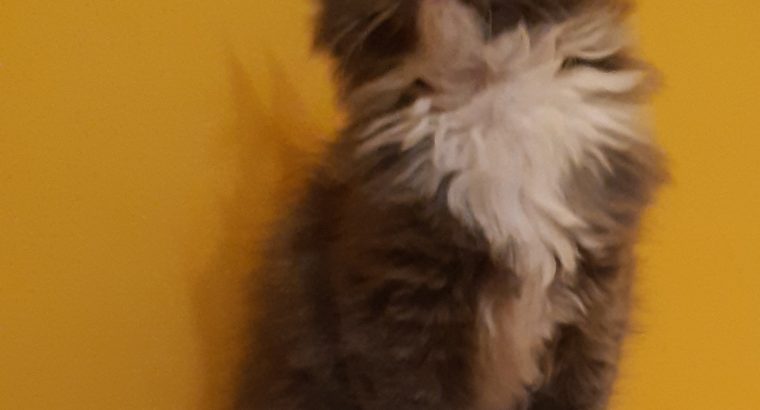 Yvette Téged választ