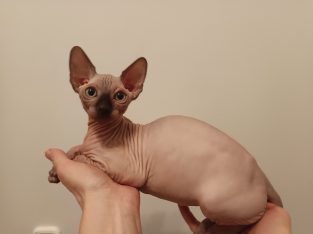 Little Goblins Andrew