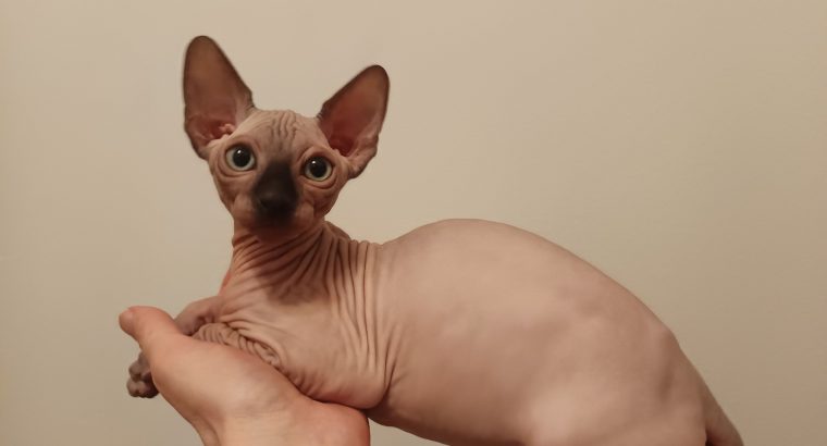 Little Goblins Andrew