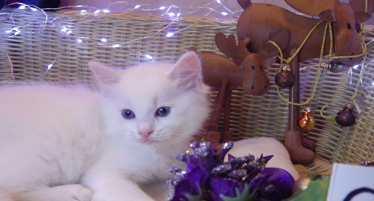 Ragdoll fiú! Omega💖💖💖😇😇😇