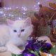 Ragdoll fiú! Omega💖💖💖😇😇😇