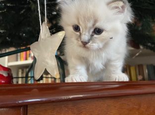 Eladó ragdoll kiscica