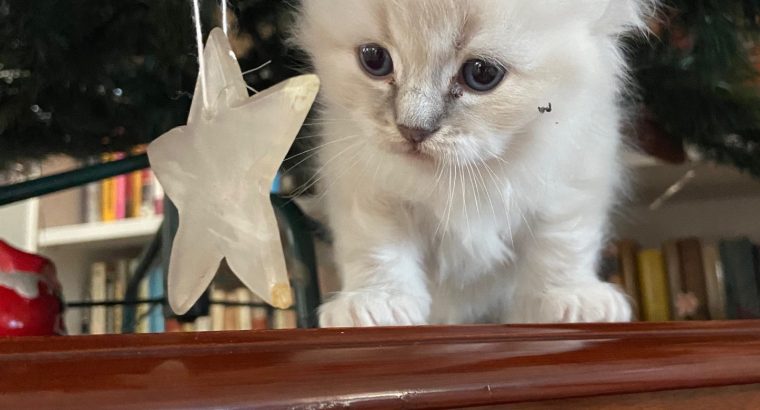 Eladó ragdoll kiscica