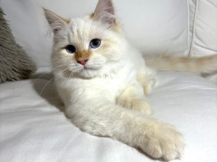 Gary, a bújós szépfiú