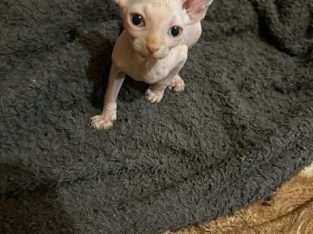 Kanadai szfinx kandúr