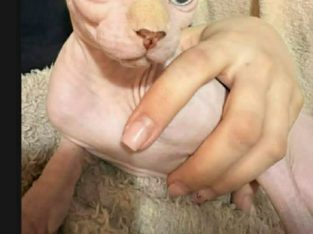 Kanadai szfinx kandúr