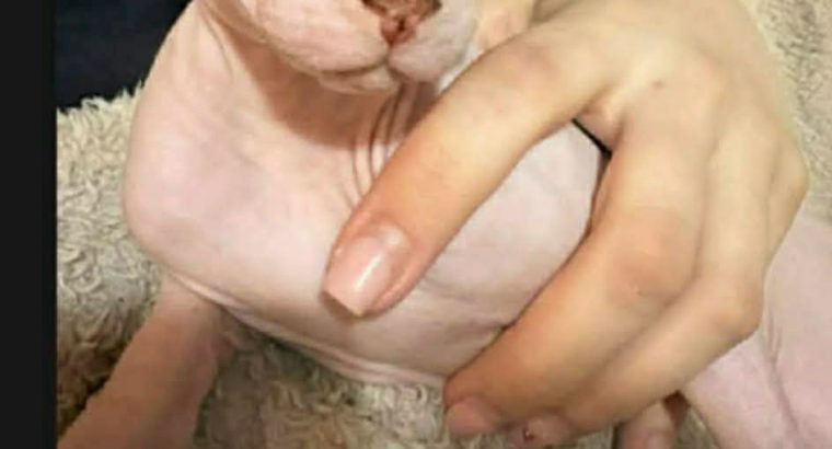 Kanadai szfinx kandúr