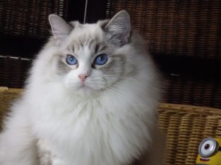 Maya Ragdoll cat! 💖😍