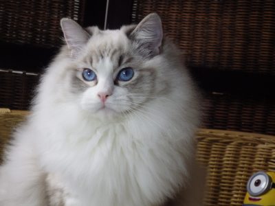 Maya Ragdoll cat! 💖😍