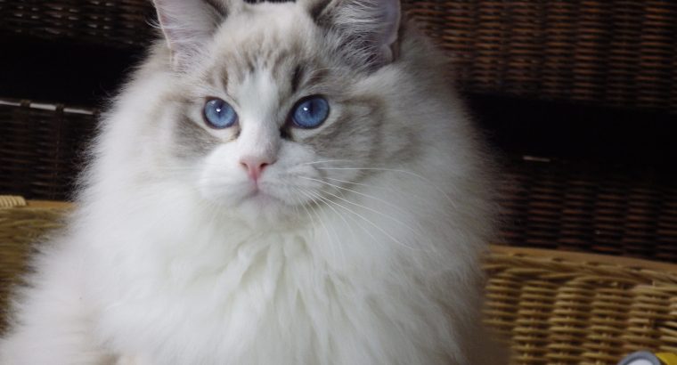 Maya Ragdoll cat! 💖😍
