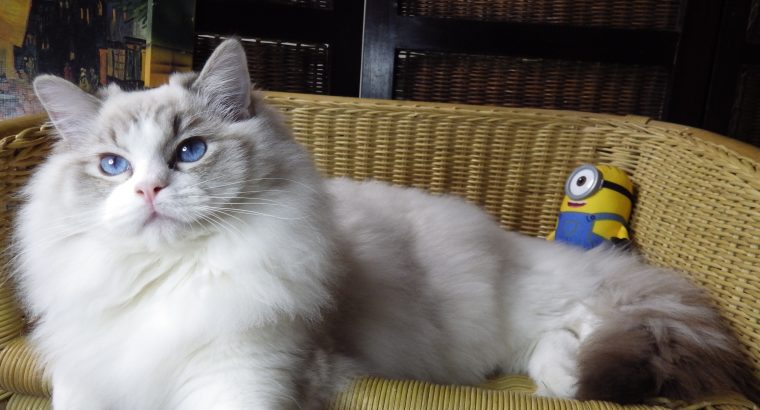 Maya Ragdoll cat! 💖😍