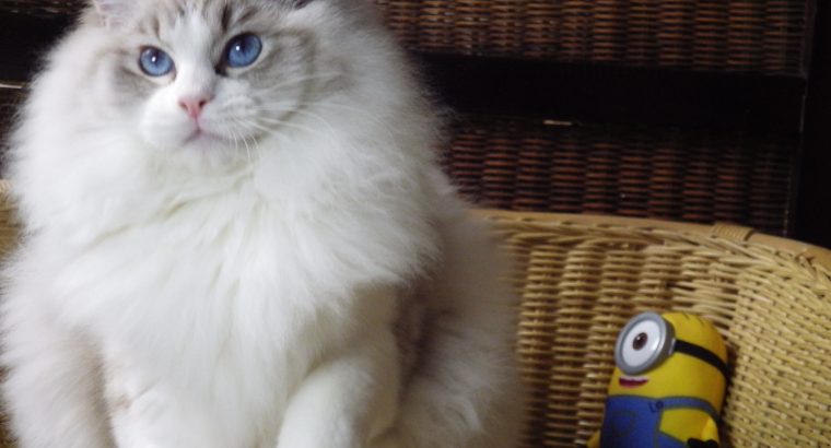 Maya Ragdoll cat! 💖😍