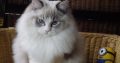 Maya Ragdoll cat! 💖😍