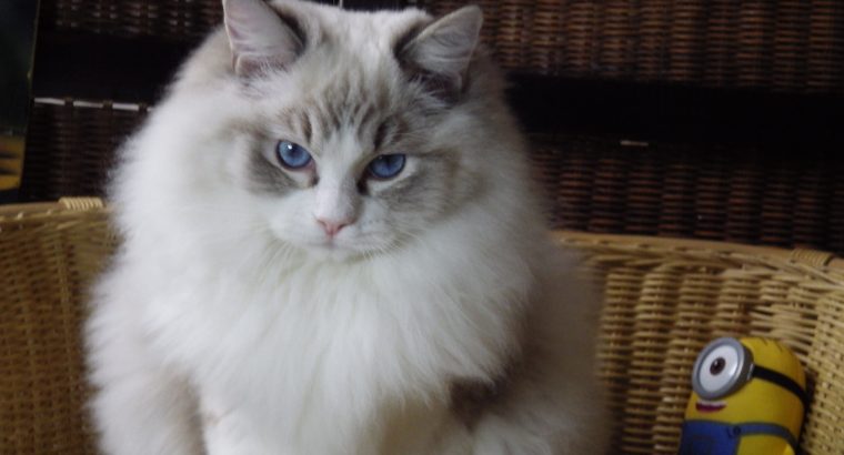 Maya Ragdoll cat! 💖😍