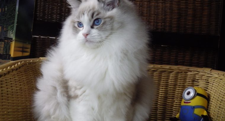Maya Ragdoll cat! 💖😍