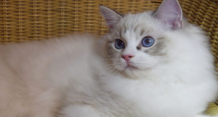 Maya Ragdoll lány! 💖😍😇 Seal Lynx