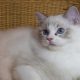 Maya Ragdoll lány! 💖😍😇 Seal Lynx