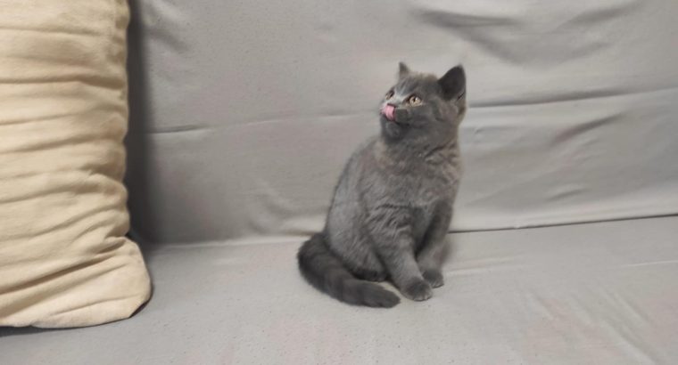 Skót álló fülű kisfiú! Napóleon.