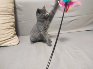 Skót álló fülű kisfiú! Napóleon.