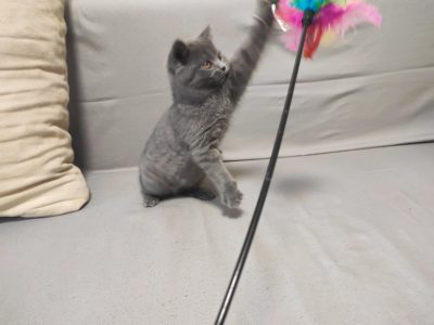 Skót álló fülű kisfiú! Napóleon.