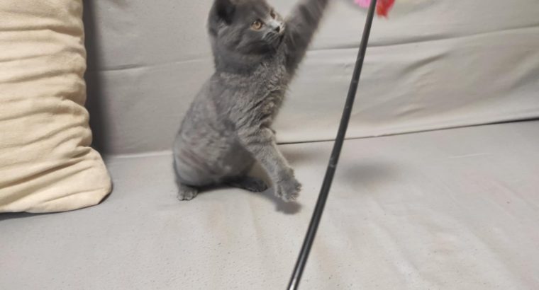 Skót álló fülű kisfiú! Napóleon.