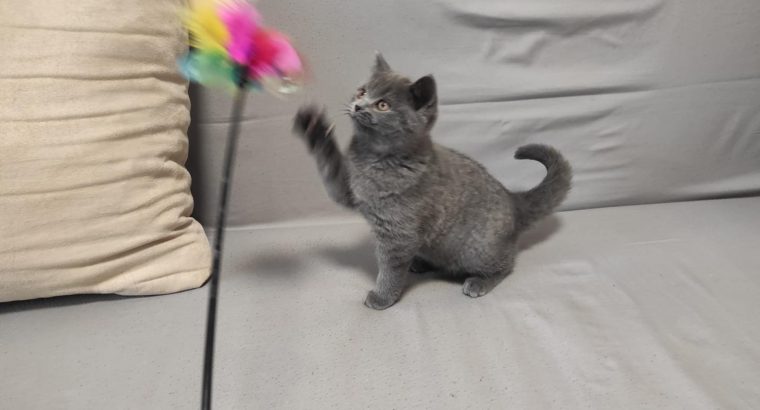 Skót álló fülű kisfiú! Napóleon.