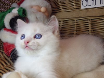 Olympia Ragdoll lány 💖😍😇