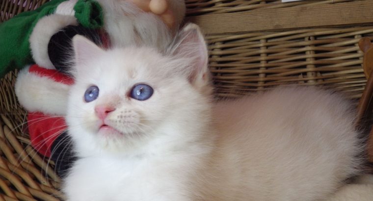 Olympia Ragdoll lány 💖😍😇