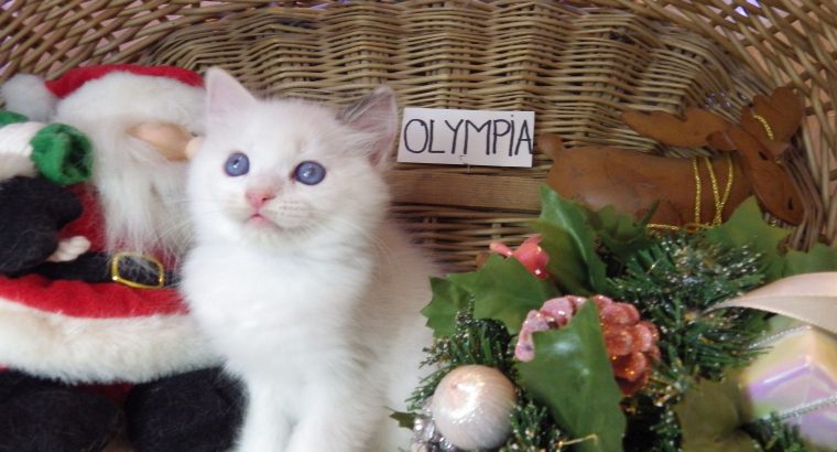 Olympia Ragdoll lány 💖😍😇