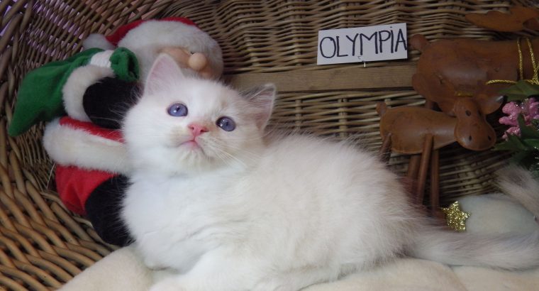 Olympia Ragdoll lány 💖😍😇