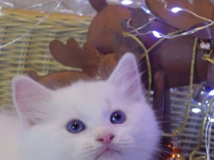 Ragdoll fiú! Omega💖💖💖😇😇😇