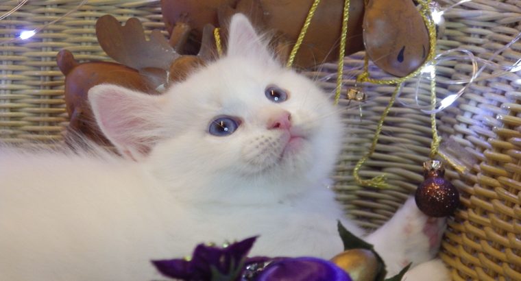 Ragdoll fiú! Omega💖💖💖😇😇😇