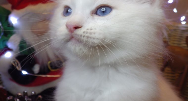 Ragdoll fiú! Omega💖💖💖😇😇😇