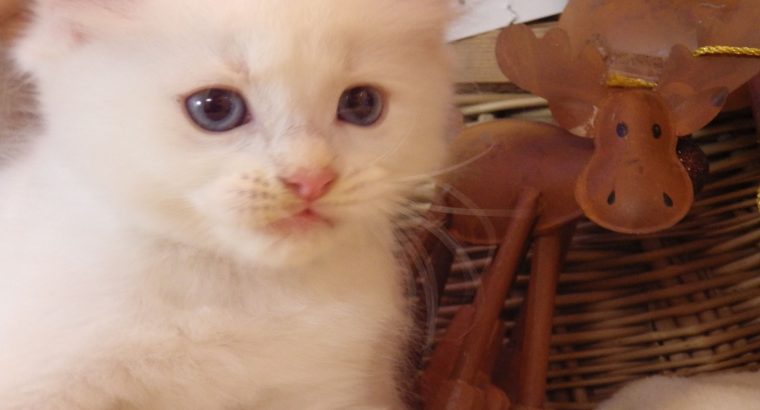 Ragdoll fiú! Orion 💖😇