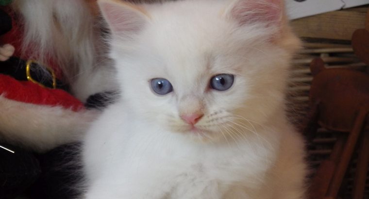 Ragdoll fiú! Orion 💖😇