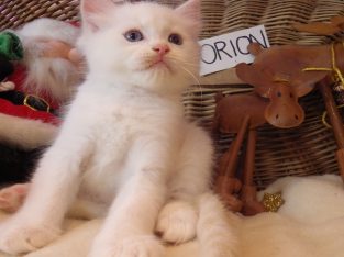 Ragdoll fiú! Orion 💖😇