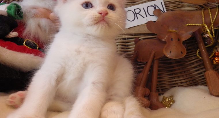 Ragdoll fiú! Orion 💖😇