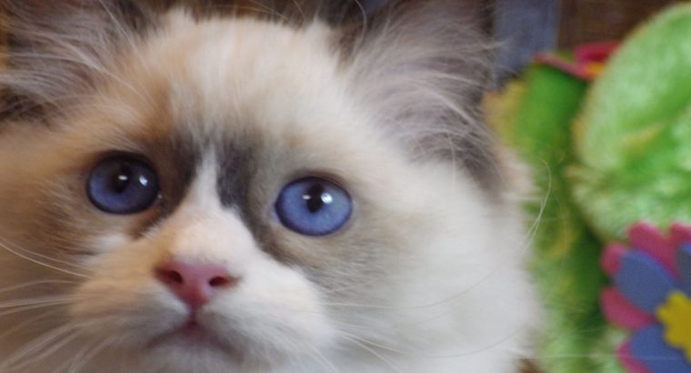 Peggy a nagyon cuki!😍💖😍 Ragdoll