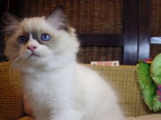 Peggy a nagyon cuki!😍💖😍 Ragdoll