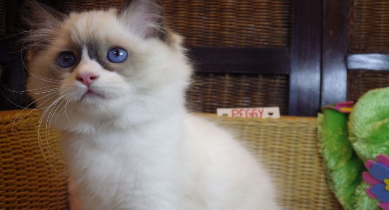 Peggy a nagyon cuki!😍💖😍 Ragdoll