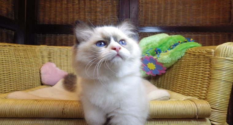 Peggy a nagyon cuki!😍💖😍 Ragdoll