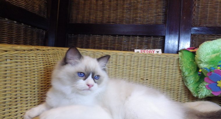 Peggy a nagyon cuki!😍💖😍 Ragdoll