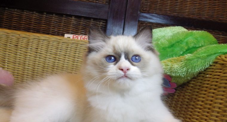 Peggy a nagyon cuki!😍💖😍 Ragdoll