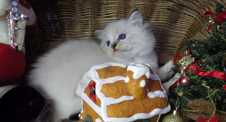 Pizza Ragdoll lány! 💖💖😍😍