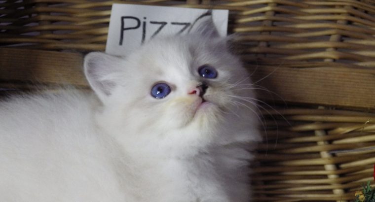 Pizza Ragdoll lány! 💖💖😍😍