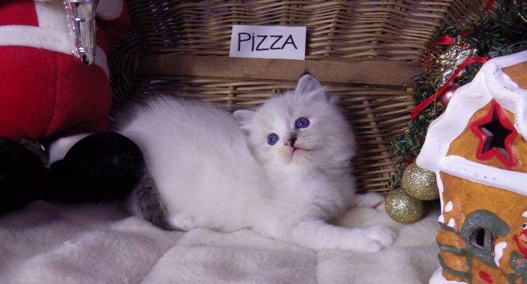 Pizza Ragdoll lány! 💖💖😍😍