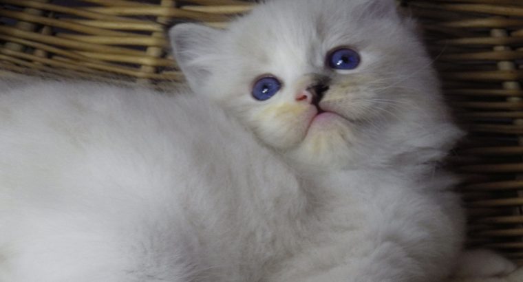 Pizza Ragdoll lány! 💖💖😍😍